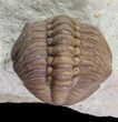 Lochovella (Reedops) Trilobite - Oklahoma #68636-2
